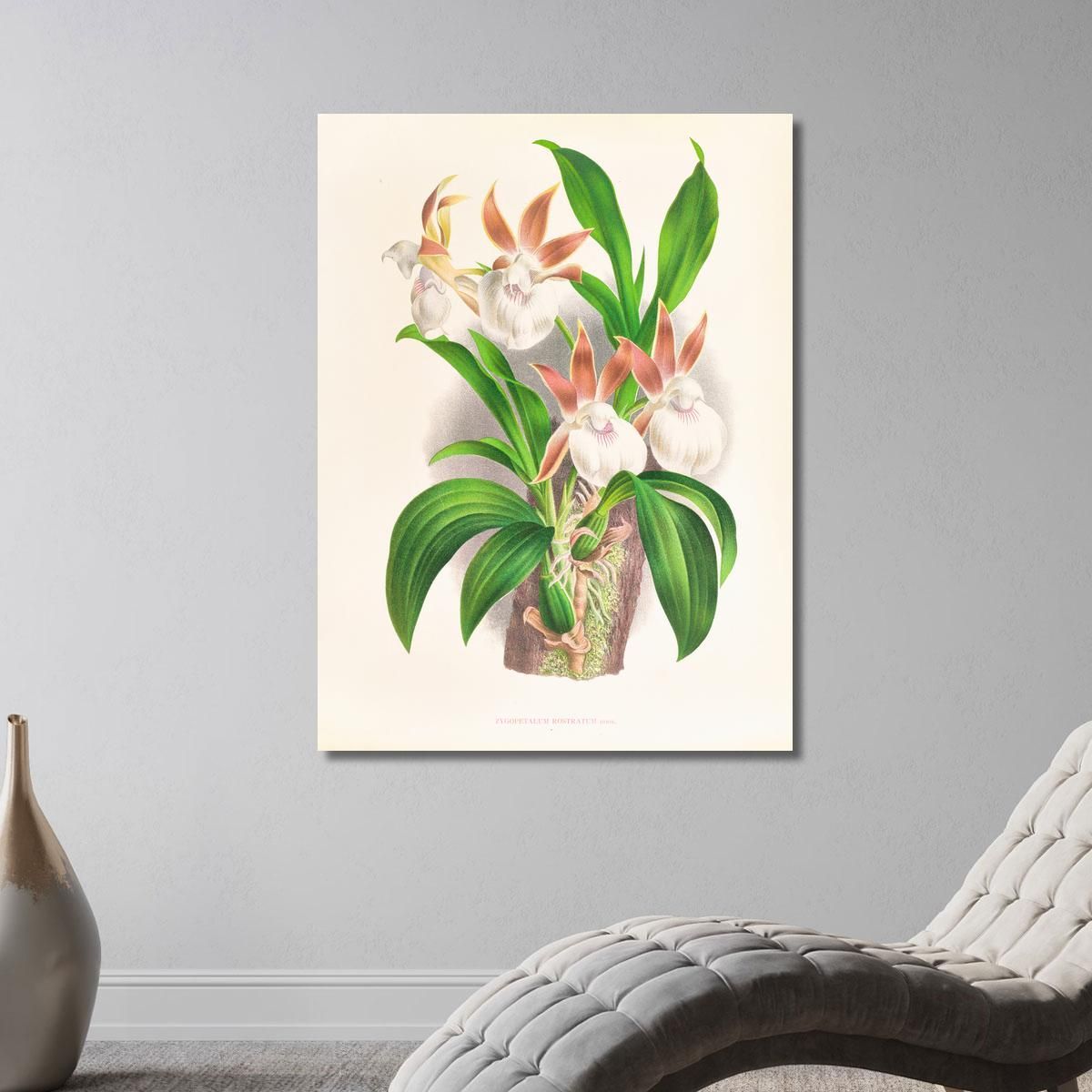 Botanical Illustrations Zygopetalum Rostratum Jean Jules Linden jjl165 ภาพพิมพ์บนผ้าใบแคนวาส