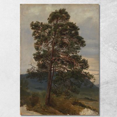 Study Of A Pine Tree Adolph Tidemand atd77 canvas print 