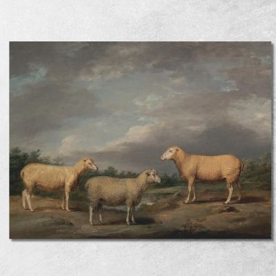 Ryelands Sheep The King'S Ram The King'S Ewe And Lord Somerville'S Wether James Ward jwr32 canvas print 