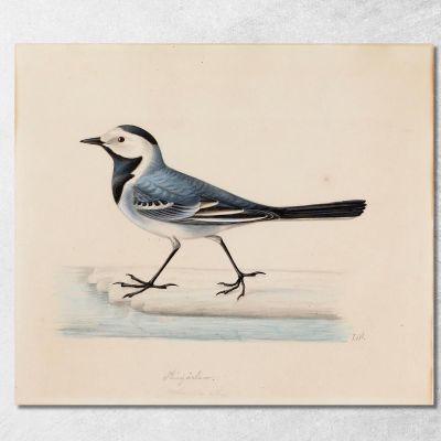 White Wagtail Ferdinand von Wright fvw31 canvas print 