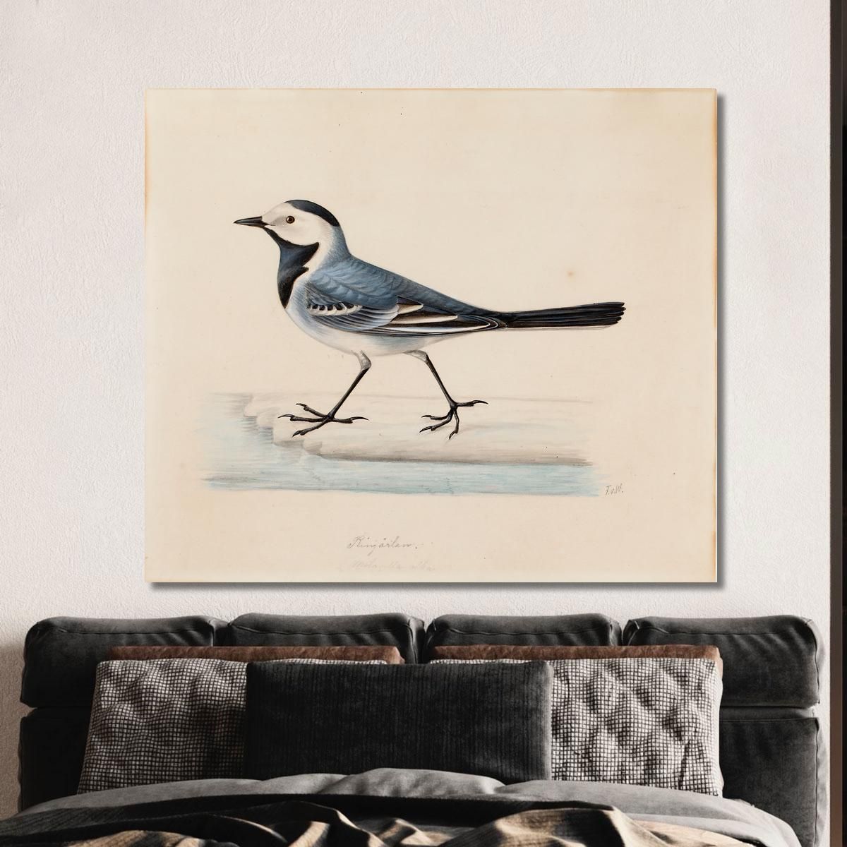 White Wagtail Ferdinand von Wright fvw31 canvas print 