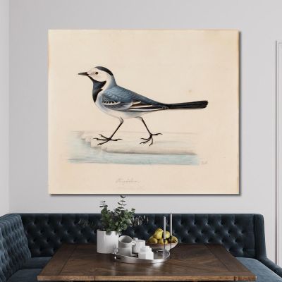 White Wagtail Ferdinand von Wright fvw31 canvas print 