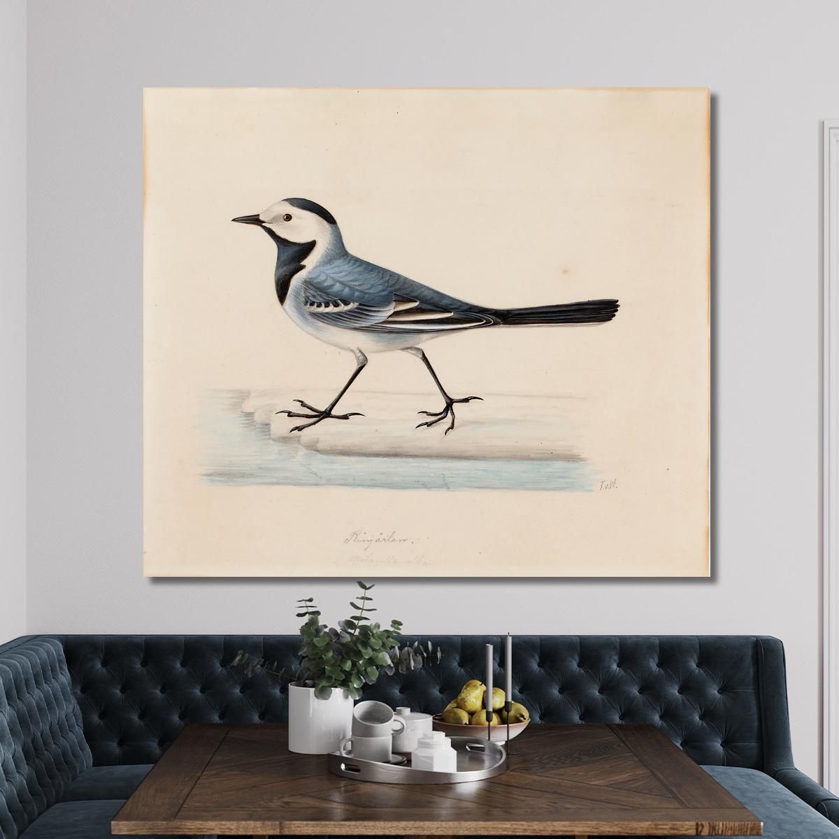White Wagtail Ferdinand von Wright fvw31 canvas print 
