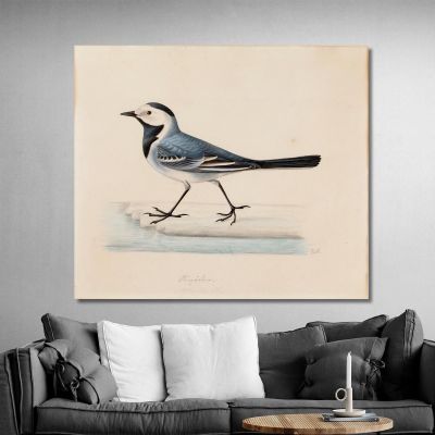 White Wagtail Ferdinand von Wright fvw31 canvas print 