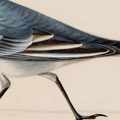 White Wagtail Ferdinand von Wright fvw31 canvas print