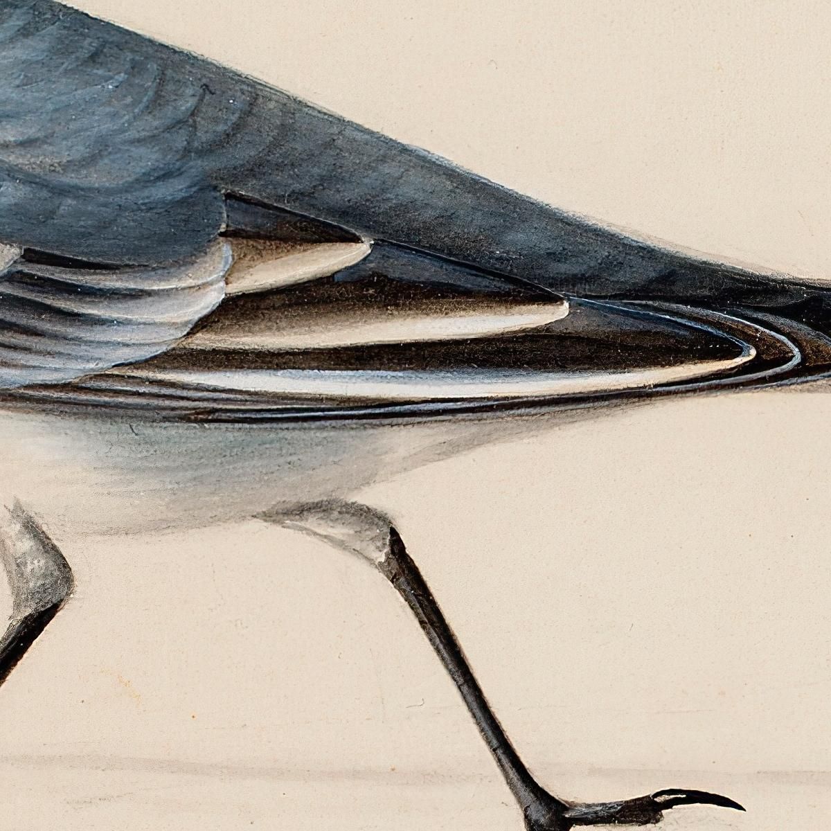 White Wagtail Ferdinand von Wright fvw31 canvas print