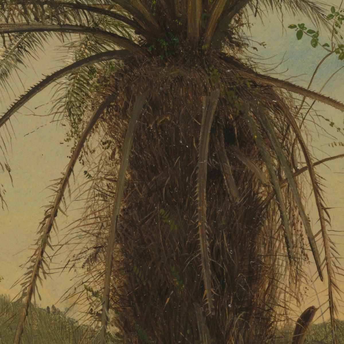 Tree Fern Jamaica Frederic Edwin Church fec110 canvas print