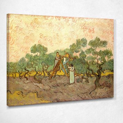 Women Picking Olives Van Gogh Vincent canvas print vvg82