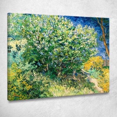 Cespuglio Di Lillà Vincent van Gogh vvg63 quadro stampa su tela