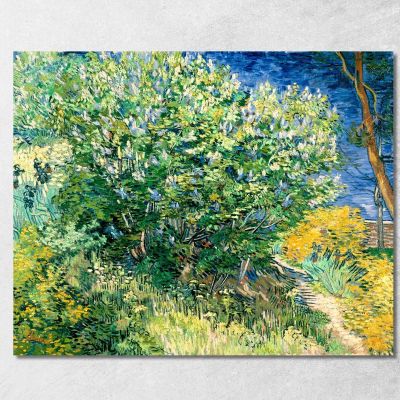 Cespuglio Di Lillà Vincent van Gogh vvg63 quadro stampa su tela