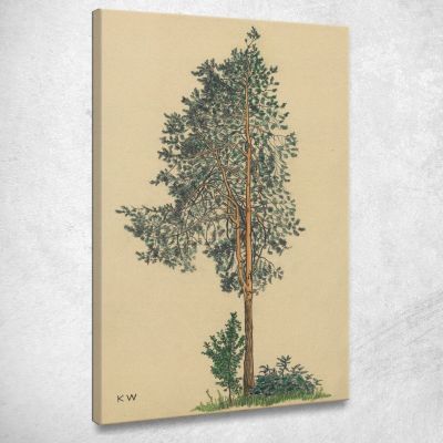 Untitled Conifer I Karl Wiener kwn566 canvas print 