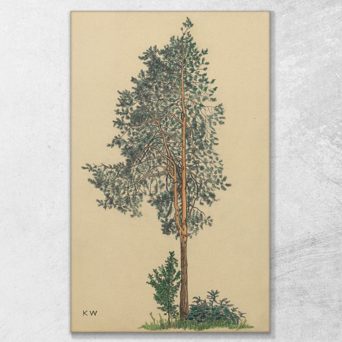 Untitled Conifer I Karl Wiener kwn566 canvas print 