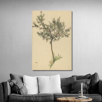 Untitled Fruit Tree Karl Wiener kwn575 canvas print 