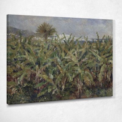 Field Of Banana Trees Pierre-Auguste Renoir par120 canvas print 