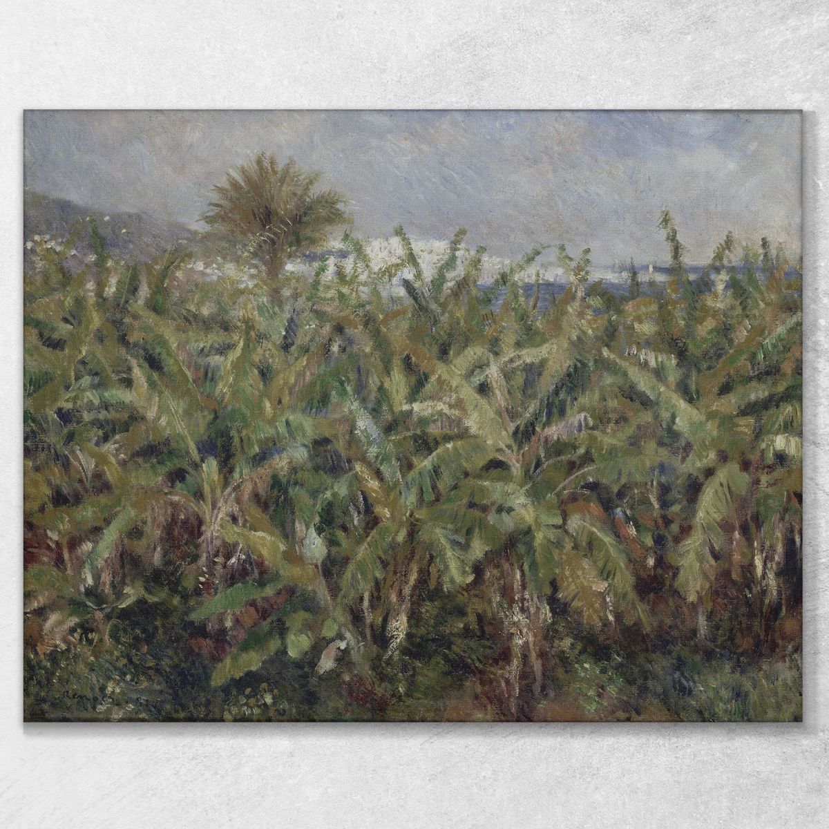 Field Of Banana Trees Pierre-Auguste Renoir par120 canvas print 
