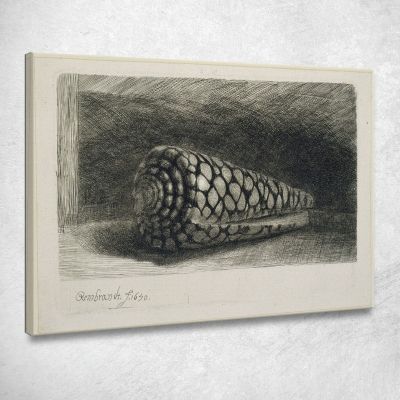 The Shell Rembrandt van Rijn rvr241 canvas print 