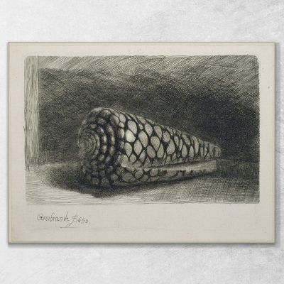 The Shell Rembrandt van Rijn rvr241 canvas print 