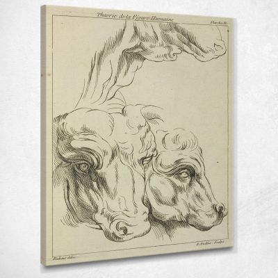 Heads And Necks Of Two Bovines Portion Of Neck Of A Third Peter Paul Rubens ppr87 canvas print 