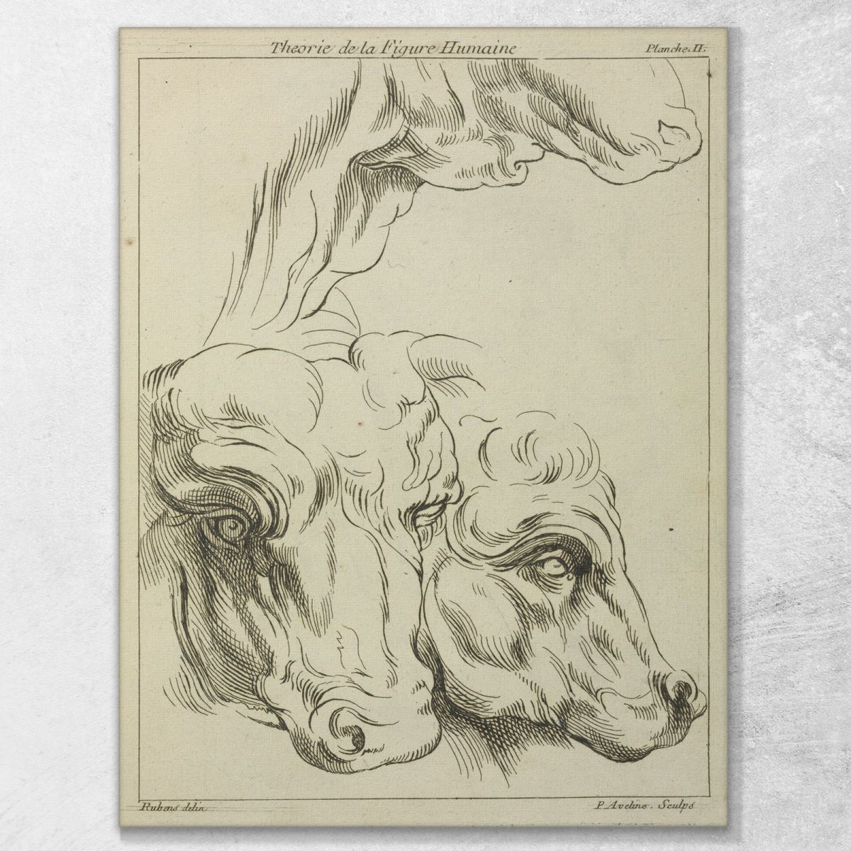 Heads And Necks Of Two Bovines Portion Of Neck Of A Third Peter Paul Rubens ppr87 canvas print 