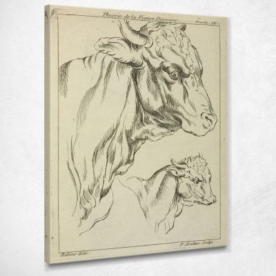 Heads And Necks Of Two Bulls In Profile Peter Paul Rubens ppr88 canvas print 