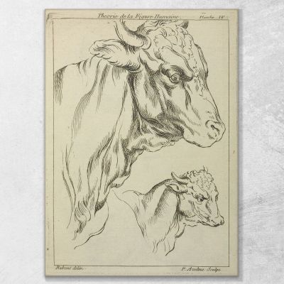 Heads And Necks Of Two Bulls In Profile Peter Paul Rubens ppr88 canvas print 