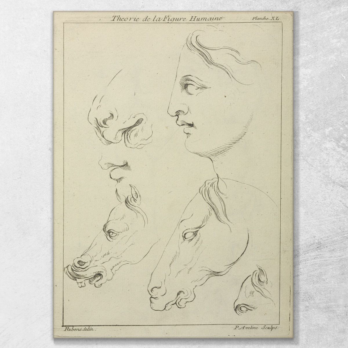 Horses Heads And Human Head In Profile Peter Paul Rubens ppr97 canvas print 