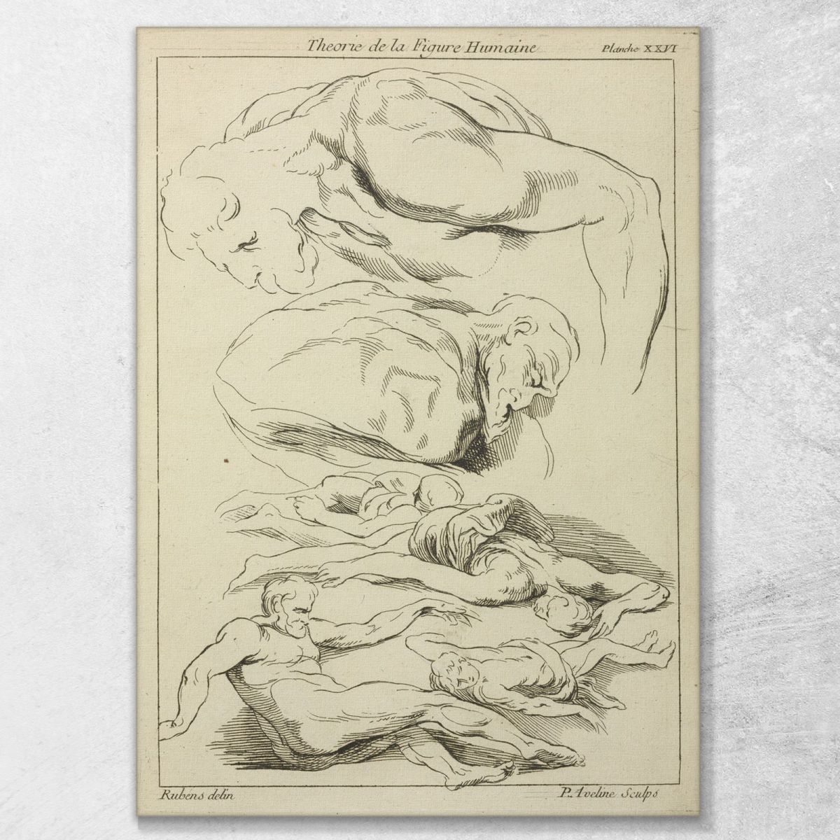 Six Studies Of Male Figures In Various Prone And Supine Positions Peter Paul Rubens ppr174 canvas print 