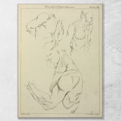 Studies Of A Man'S Chest Biceps And Shoulders Peter Paul Rubens ppr182 canvas print 