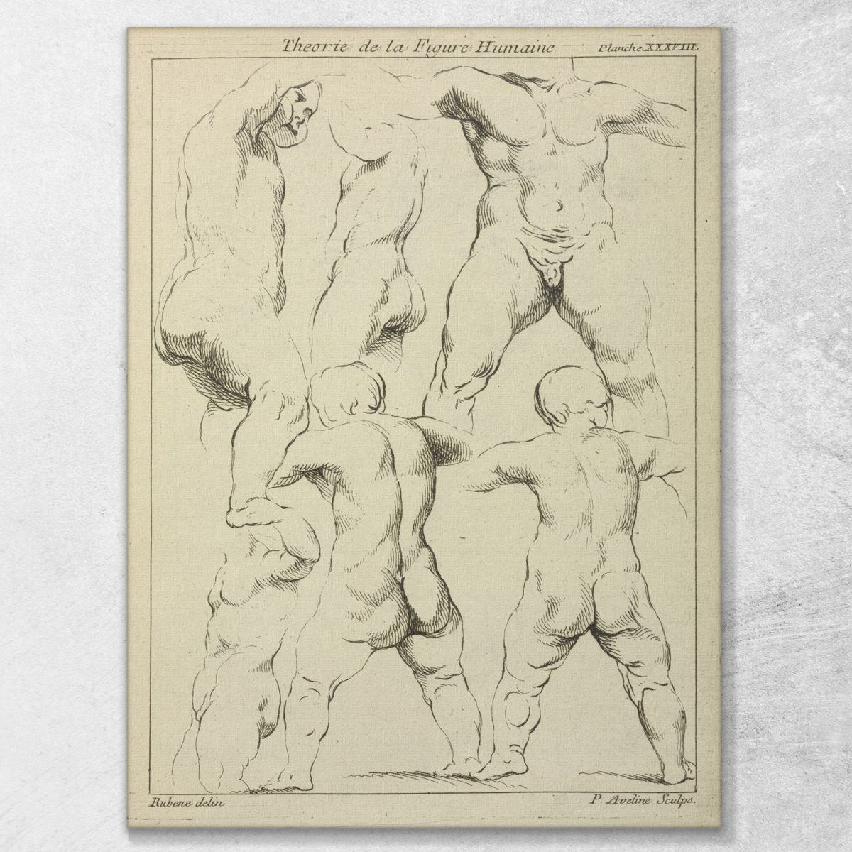 Studies Of Male Torsos Peter Paul Rubens ppr185 canvas print 