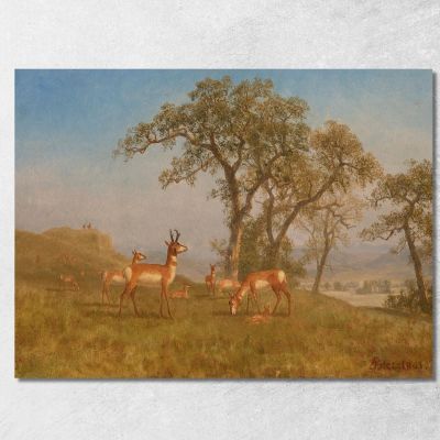 Grazing Antelope Albert Bierstadt abr30 canvas print 