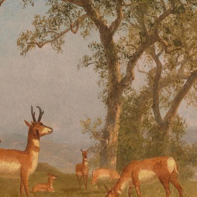 Grazing Antelope Albert Bierstadt abr30 canvas print