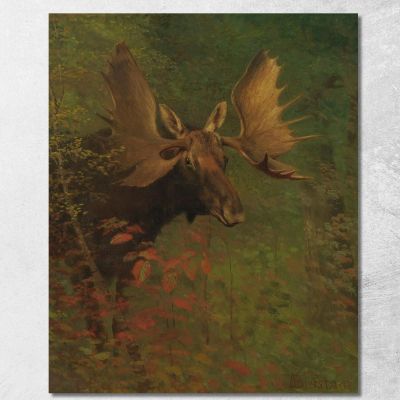 Study Of A Moose Albert Bierstadt abr94 canvas print 