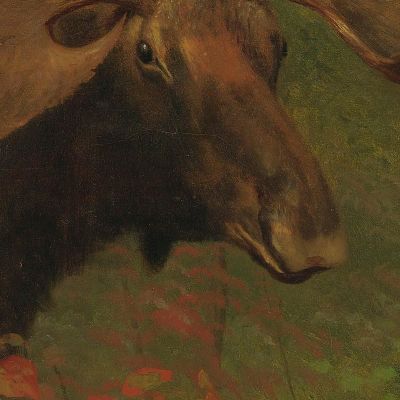 Study Of A Moose Albert Bierstadt abr94 canvas print