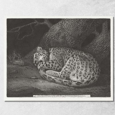 A Sleeping Leopard 1791 George Stubbs gst6 canvas print 