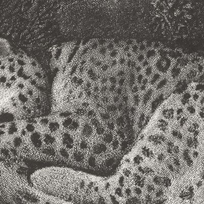 A Sleeping Leopard 1791 George Stubbs gst6 canvas print