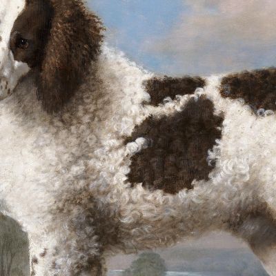 Brown And White Norfolk Or Water Spaniel 1778 George Stubbs gst10 canvas print