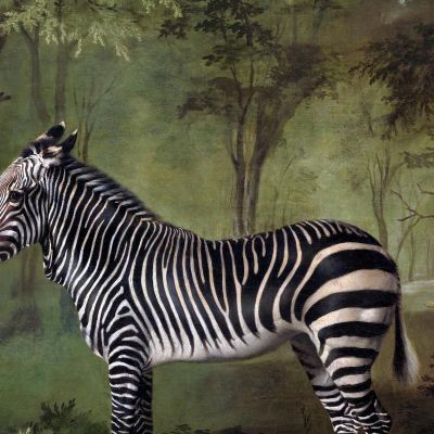 Zebra 1763 George Stubbs gst57 canvas print