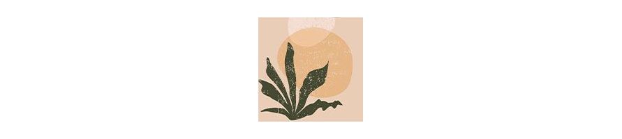 Boho set Canvas Wall Art - Modern Prints for Your Home | ArtprintSiam